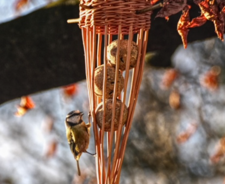 Bird feeder